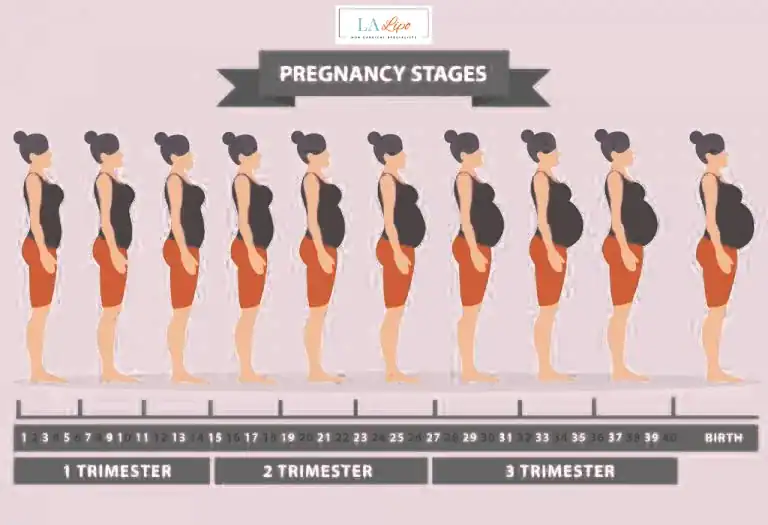 First Trimester (Weeks 1–12): Early Changes You Might Not Notice Kilburn